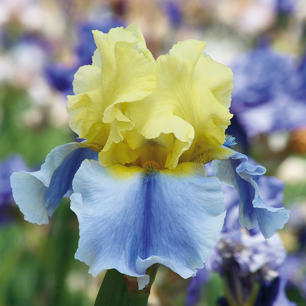 Iris germanica Blue Yellow